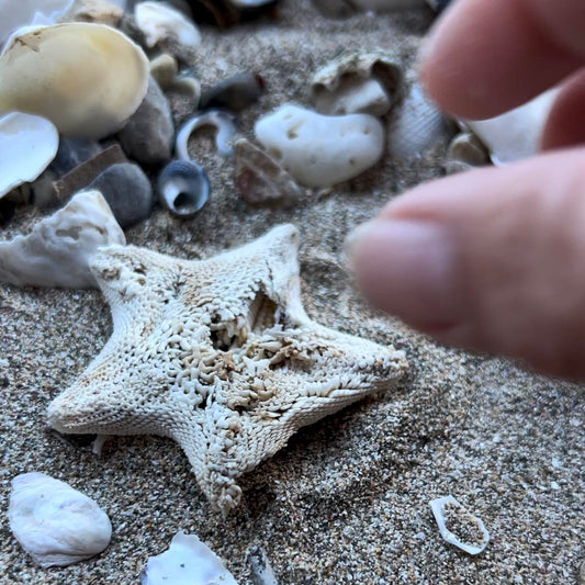 I get so excited when I beachcomb starfish…