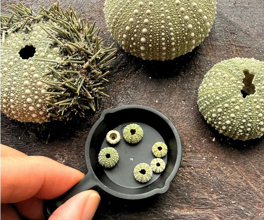What's on My Workbench: The Tiniest Kina Shells I've Ever Found