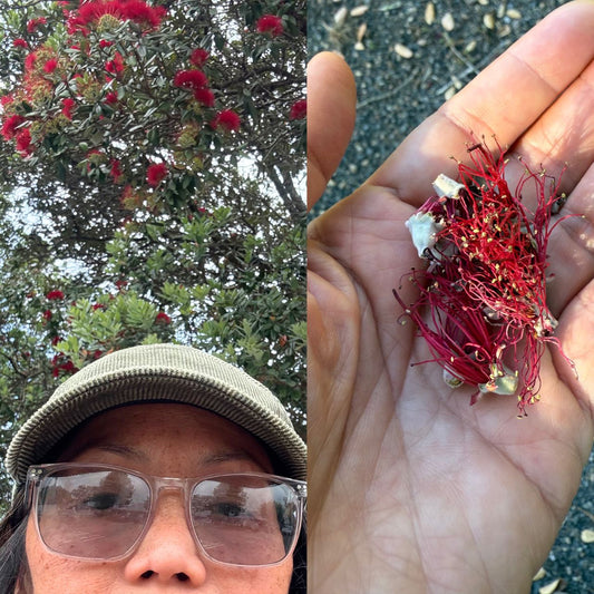 I love this time of year when the pohutukawa finally burst into bloom.