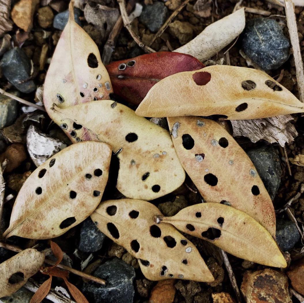 I love the perfect imperfection of these Pohutukawa leaves riddled with bug holes.