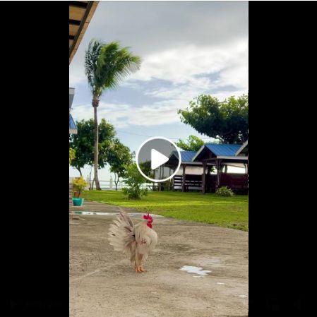 Hello Shell-o! My early morning alarm clock (or cluck) 🐓 this morning. 😂
