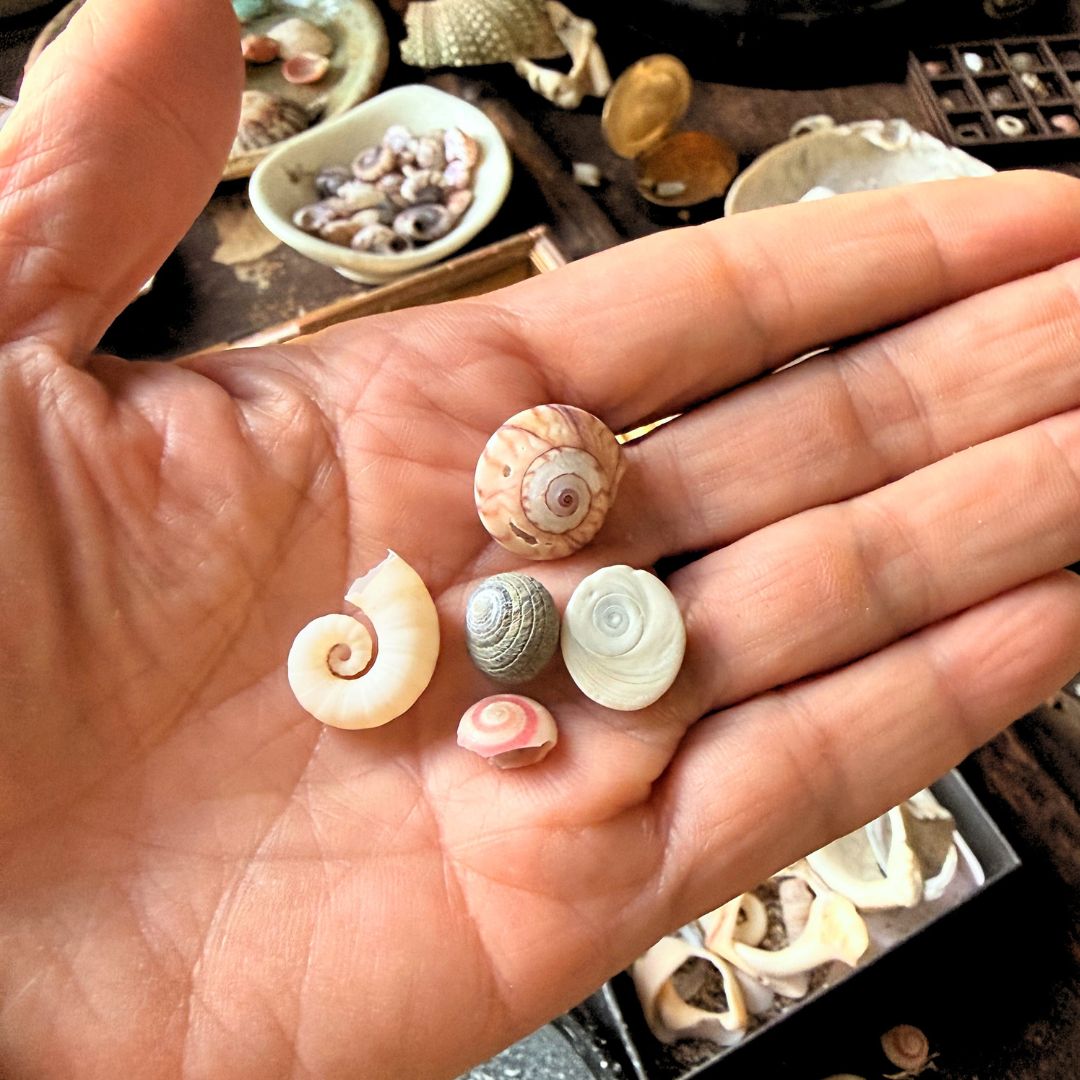 What Do All These Shells Have in Common? (Hint: It's the Spiral)