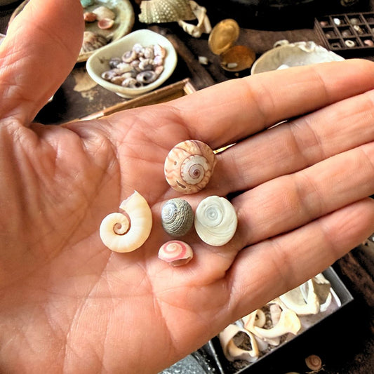 What Do All These Shells Have in Common? (Hint: It's the Spiral)