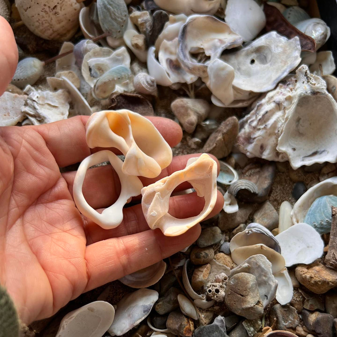 I'm dropping this necklace made from a pair of eroded whelk sea snail shells.