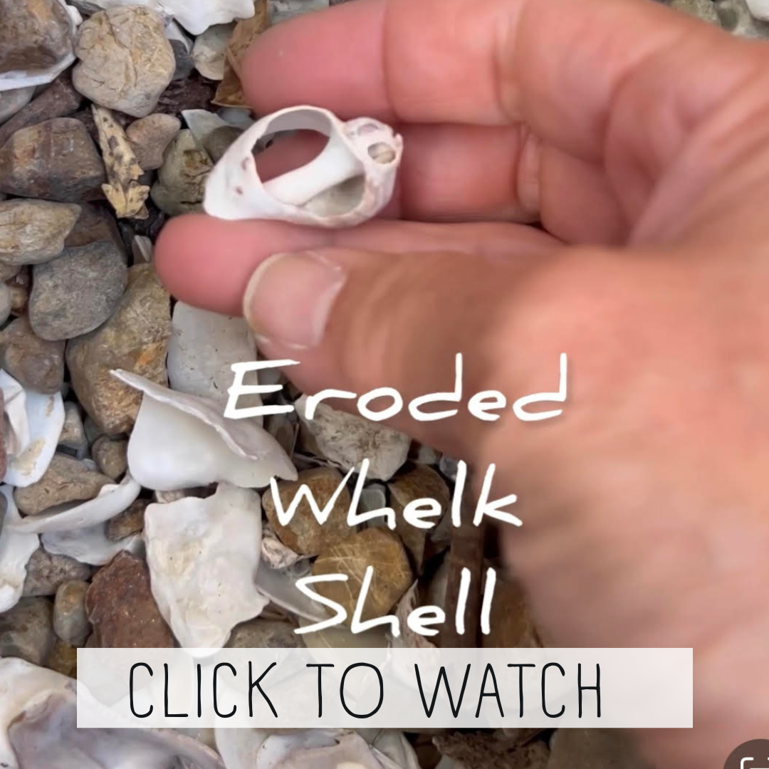 Happy Monday Makers Gonna Make: Whelk Shell Wonder