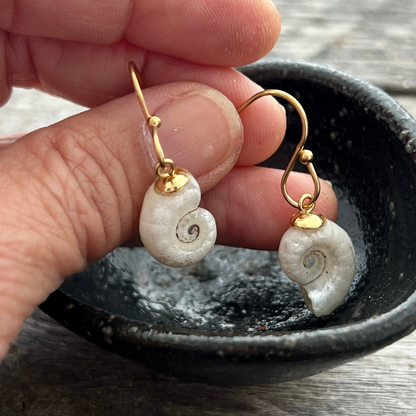 Spirula Shell Dangle Earrings with Box