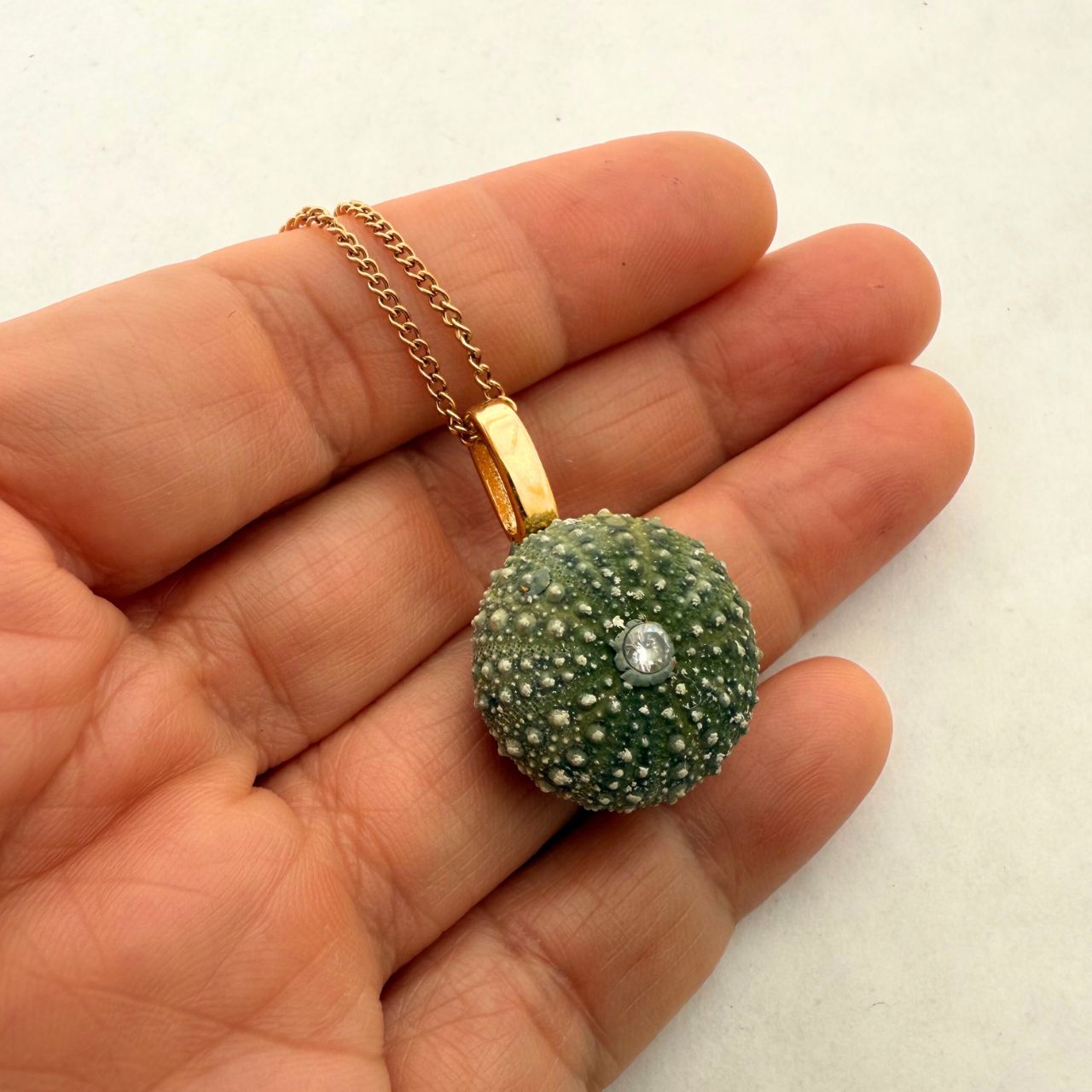 Juvenile Whole Kina Shell Necklace (Goldbail) - Samples & Seconds