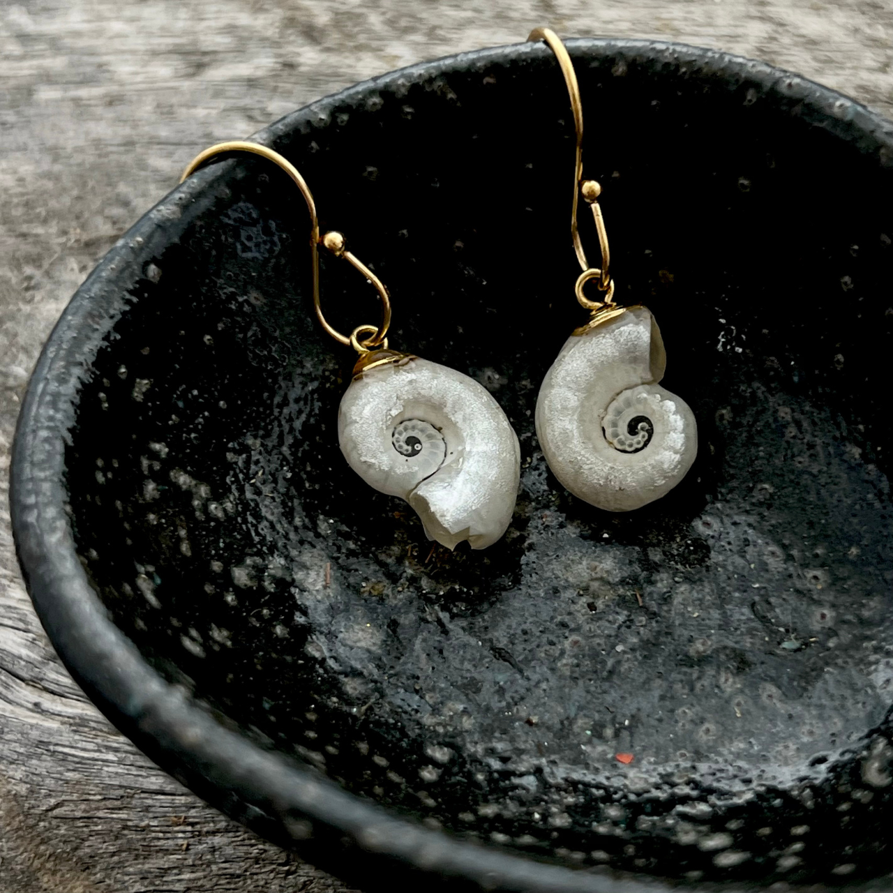 Spirula Shell Dangle Earrings with Box