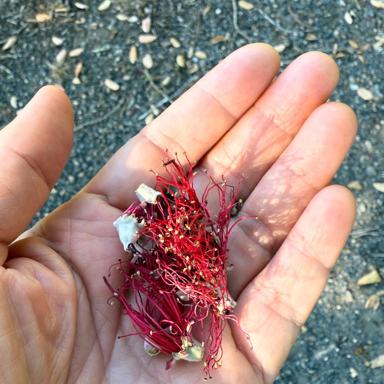 Pohutukawa Floragem Stamen Stud Earrings