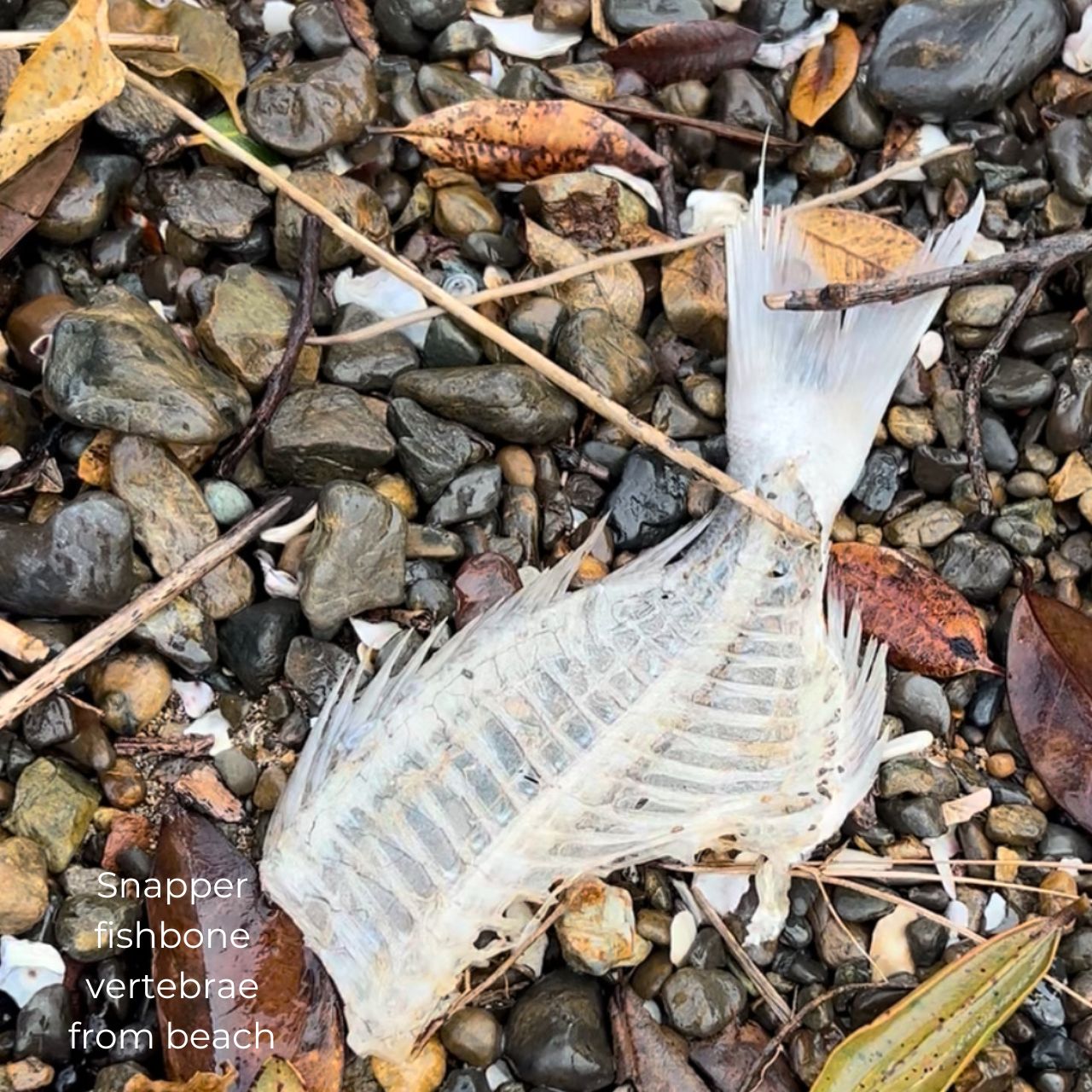 Fish Backbone & Pearl Connection Necklace (Silver)