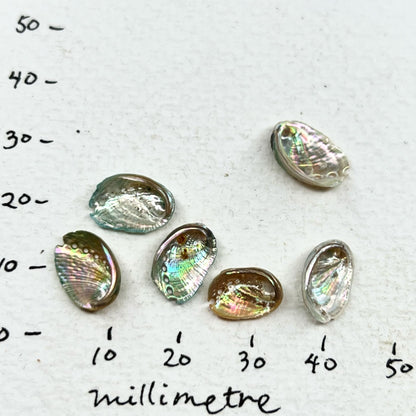 SS35 Tiny Farm Paua Shell Stud Earrings