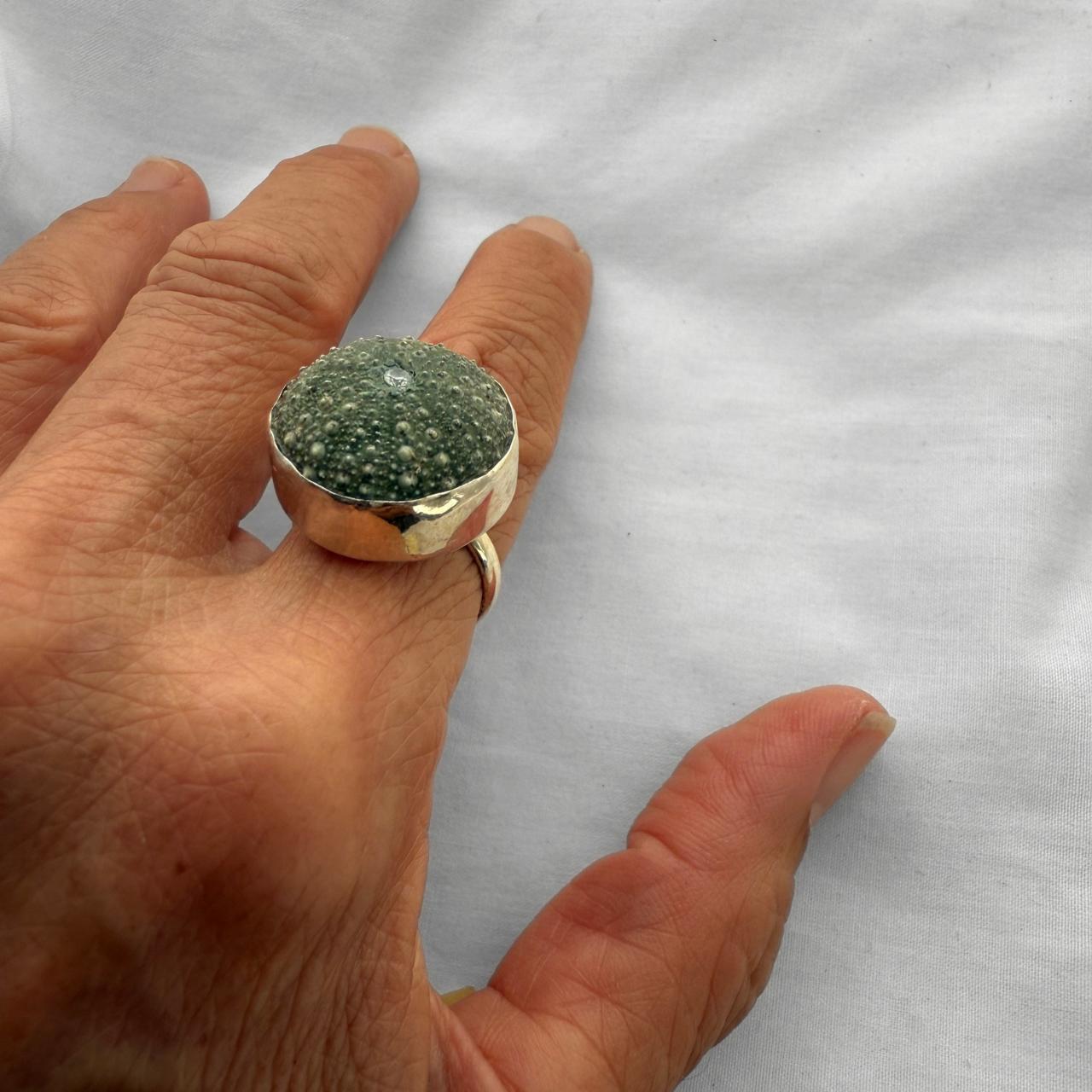 Whole kina shell ring worn on hand