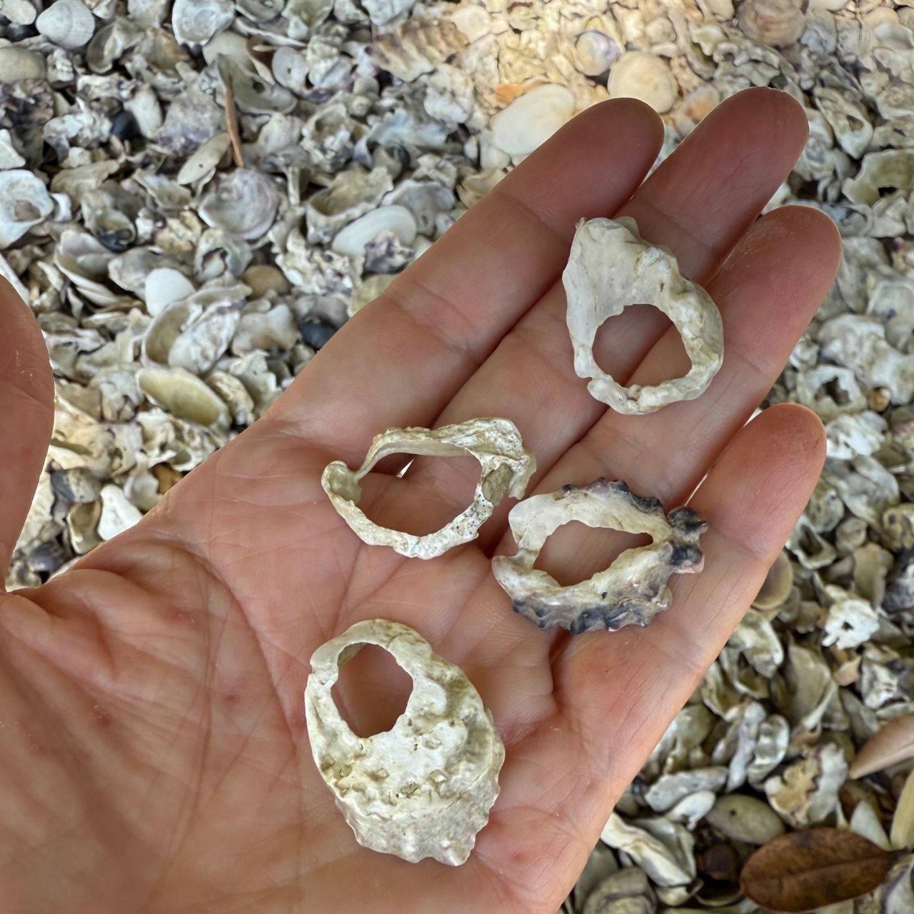 Broken oyster shell earrings on model close-up