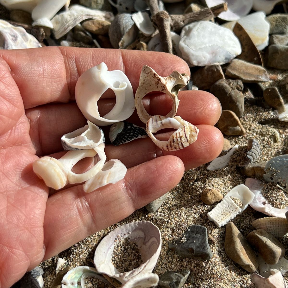 Tide-worn shell trio necklace worn on model